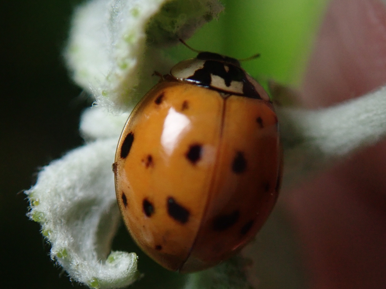 [꾸미기] 2무당벌레(Harmonia axyridis (Pallas, 1773)).jpg