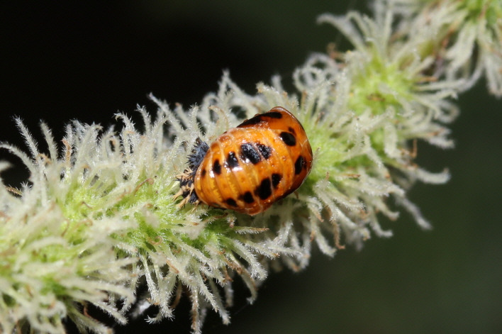 [꾸미기] 3[꾸미기] 2무당벌레(Harmonia axyridis (Pallas, 1773)).jpg