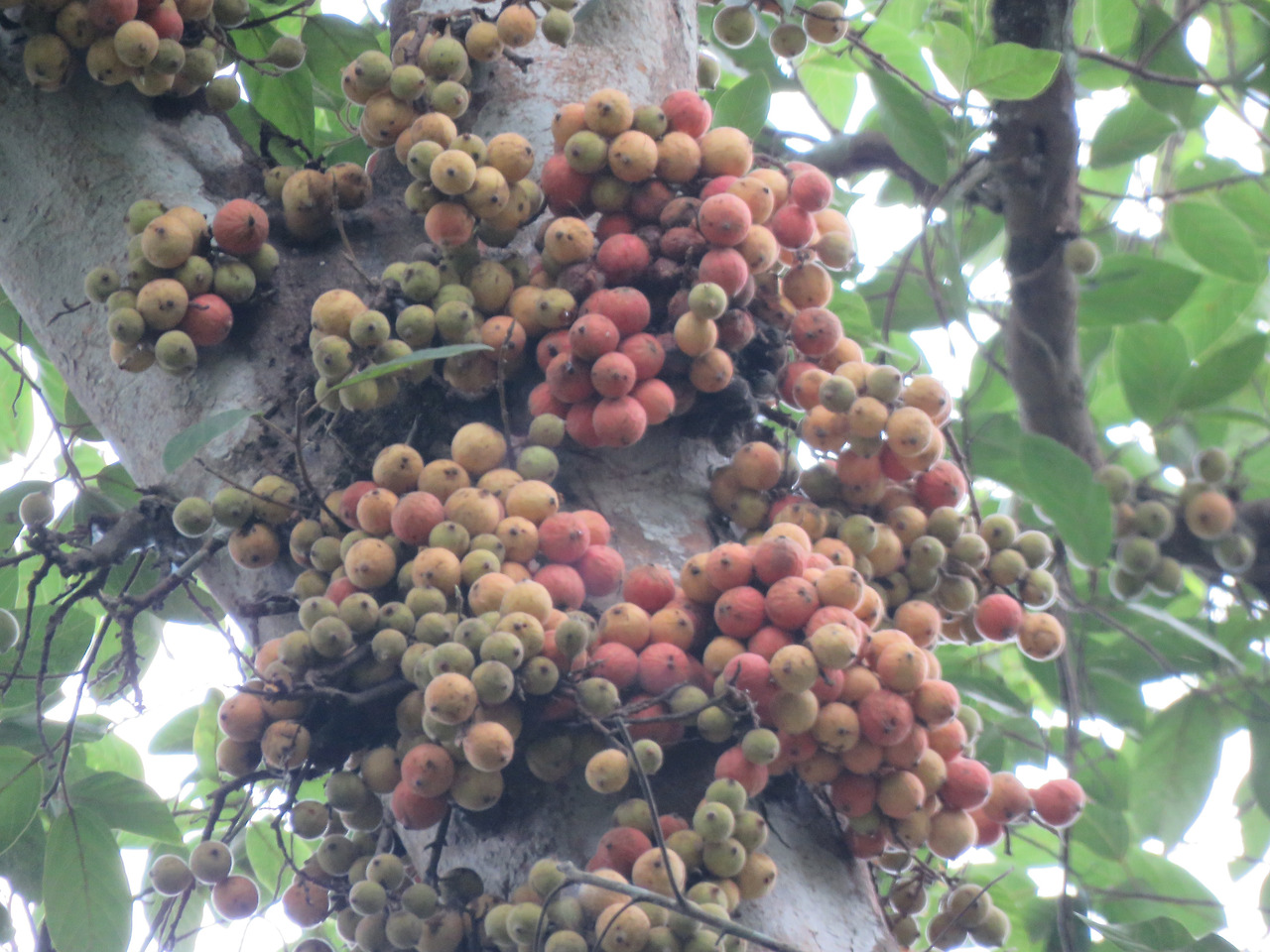 Ficus_racemosa_fruits_at_Peravoor_(2).jpg