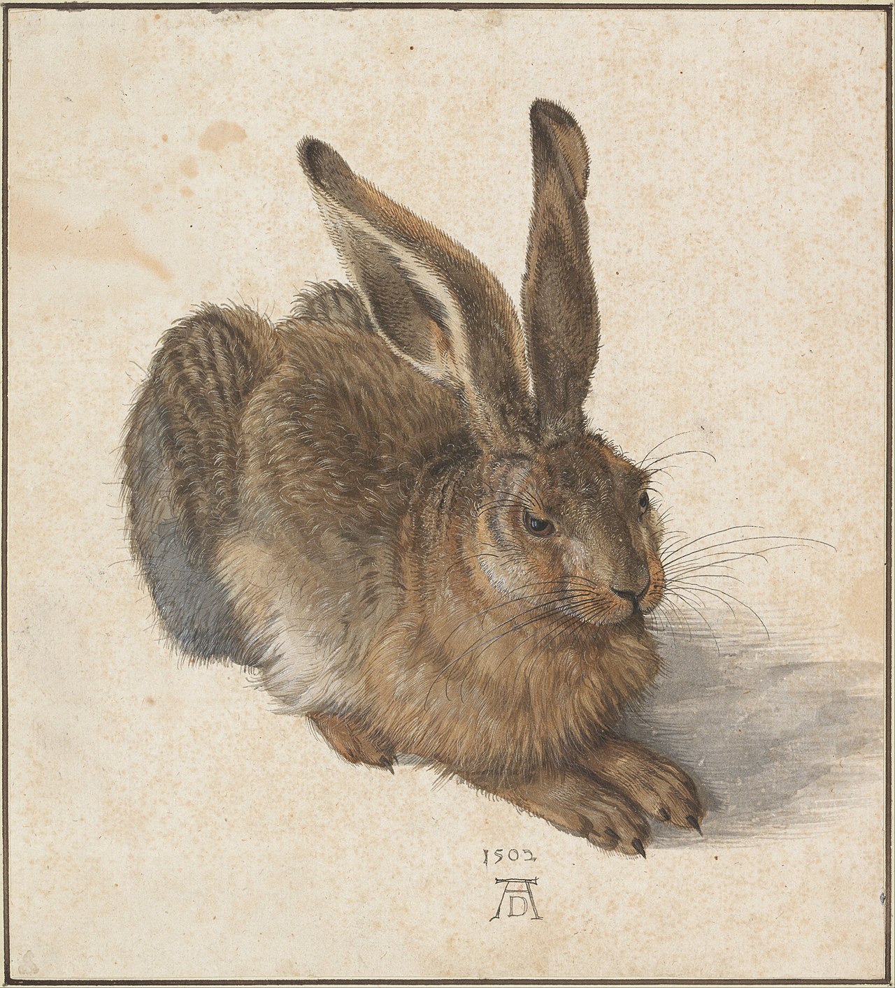 Albrecht_Dürer_-_Hare,_1502_-_Google_Art_Project.jpg