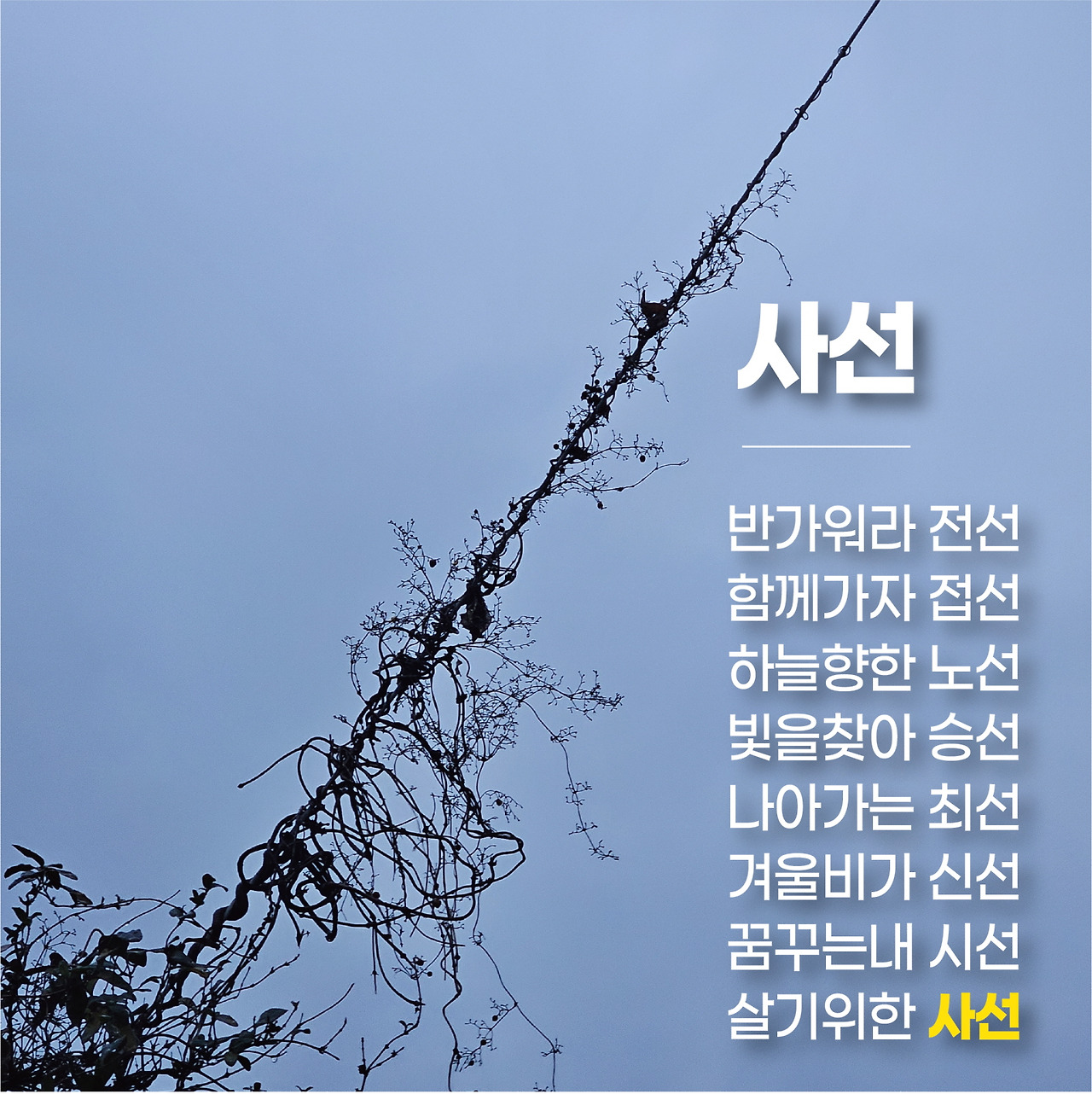사선에서 (2).jpg