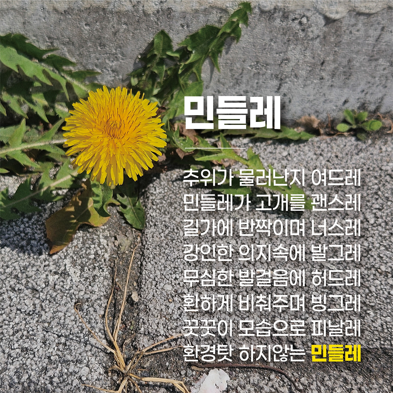 민들레 (1).jpg