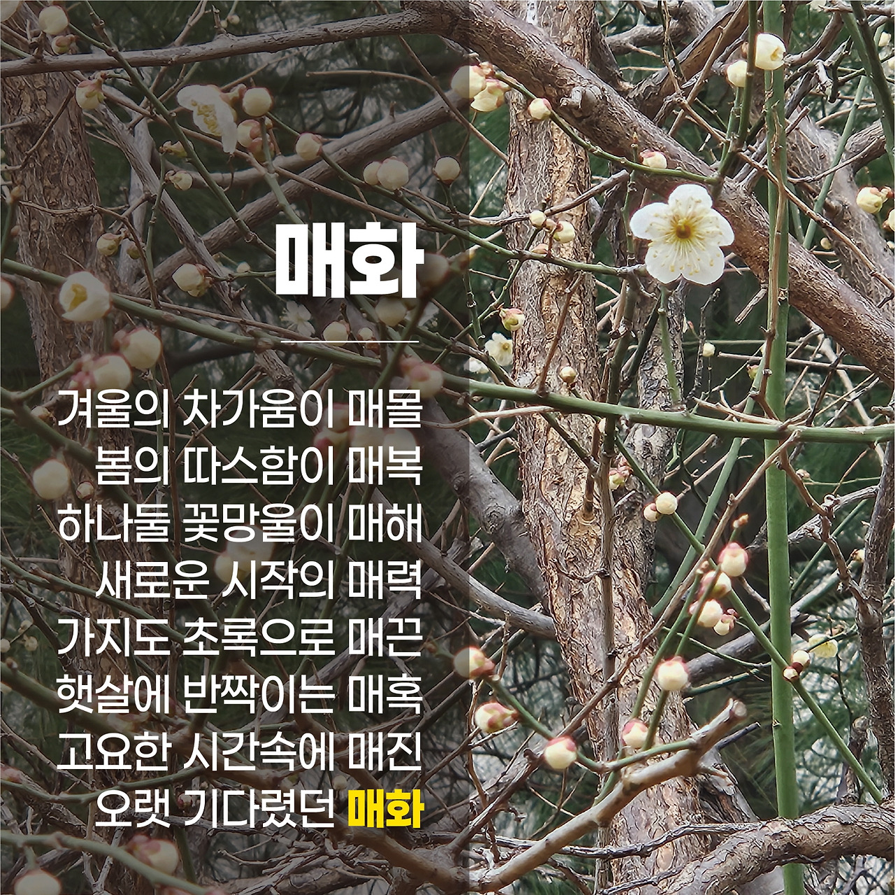 매화 (1).jpg