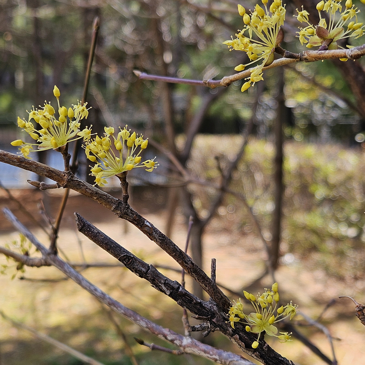 061_산수유 (2).jpg