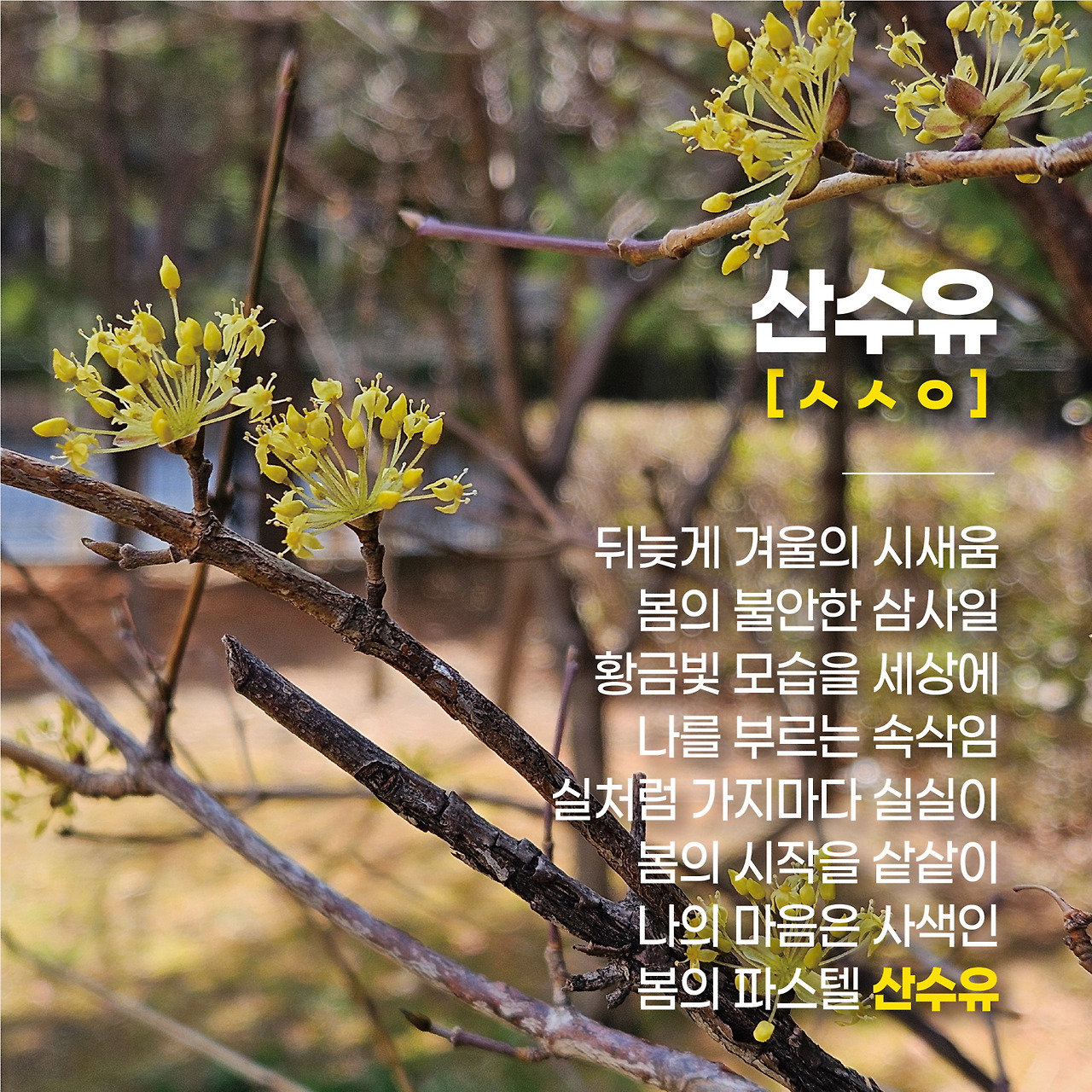 061_산수유 (1).jpg