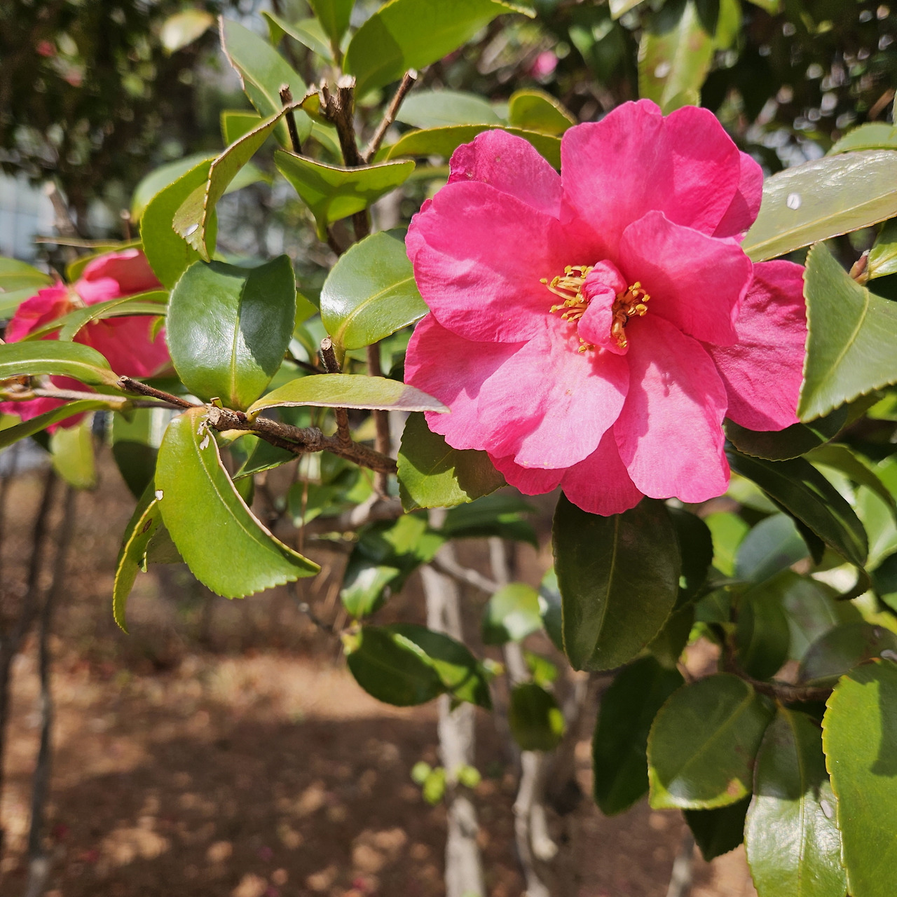 애기동백 (2).jpg