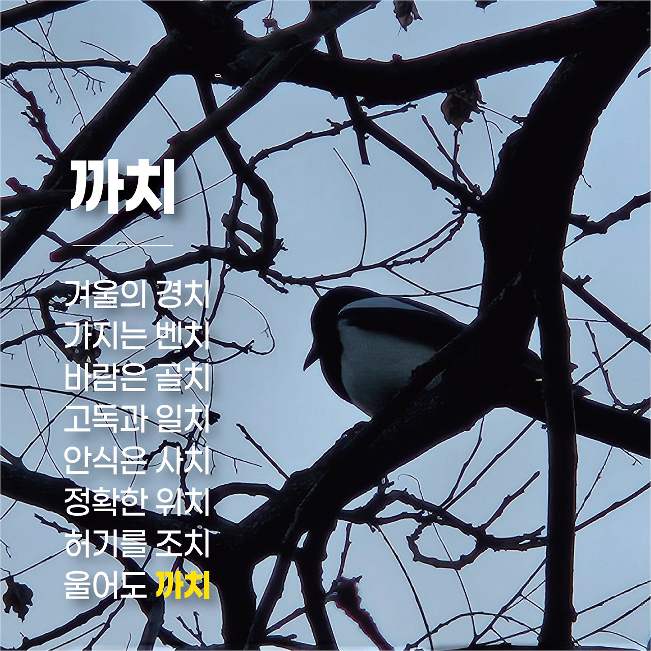 까치 (1).jpg