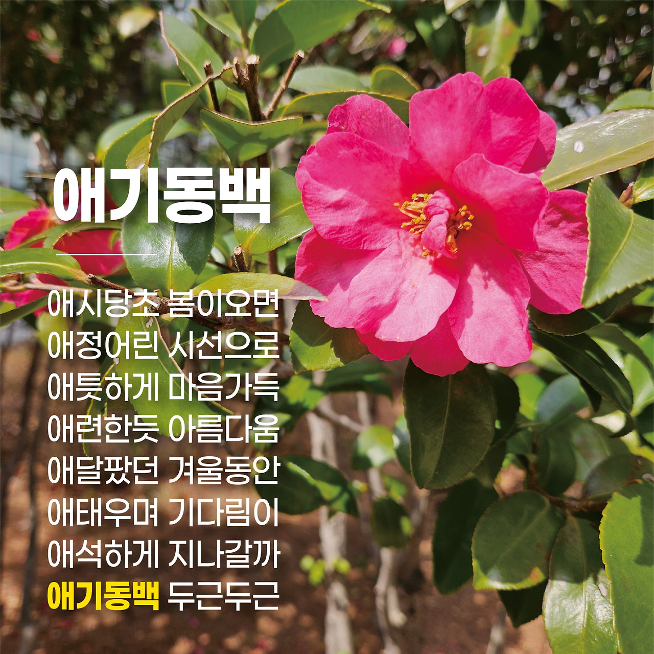 애기동백 (1).jpg