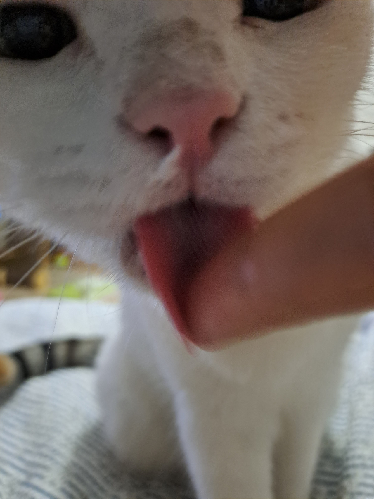 카지노 게임 사이트