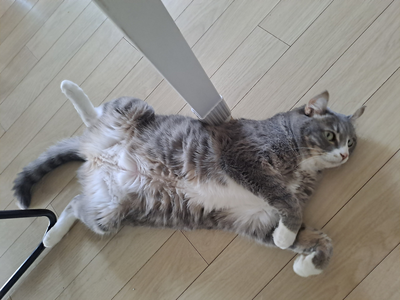 무료 카지노 게임
