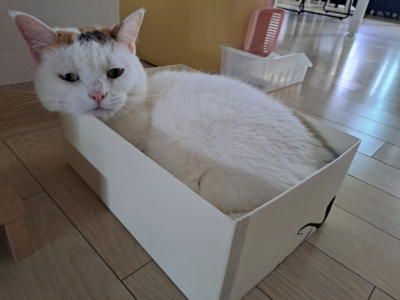 카지노 가입 쿠폰