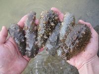 GlP4p3E047h  해삼 7.jpg