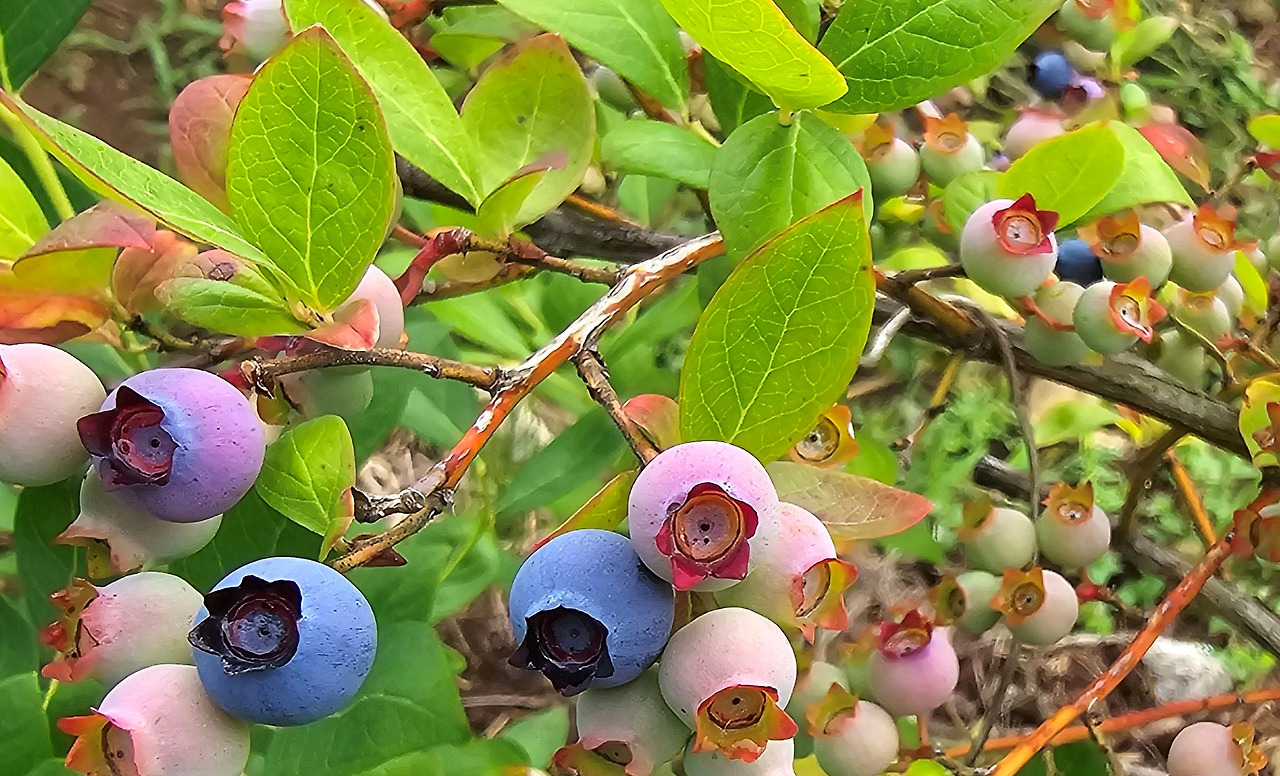 bluberry.jpg