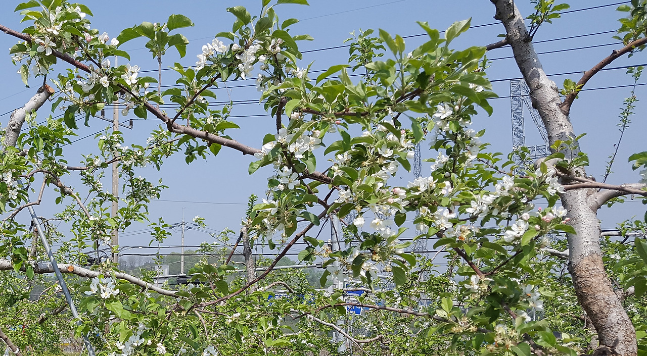 사과꽃 브런치.jpg