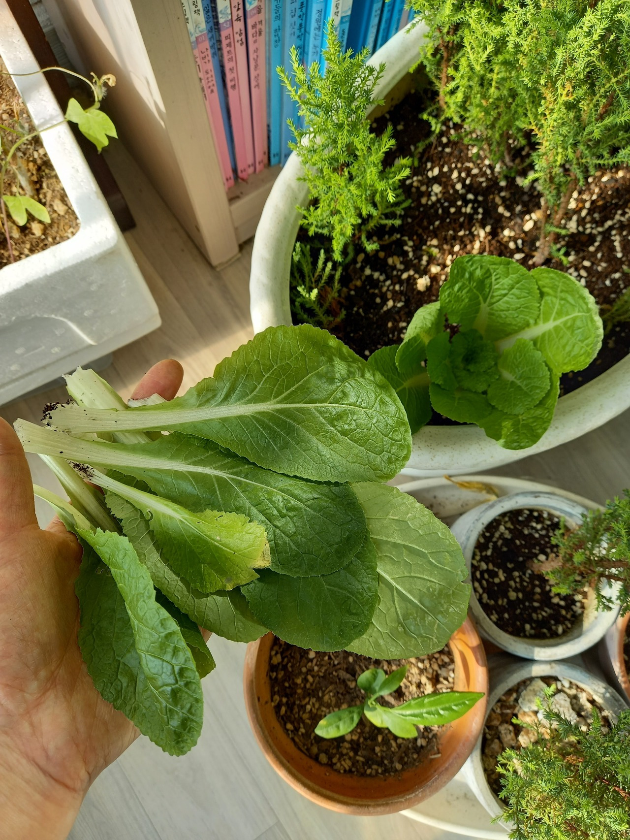 식재료 배추.jpg