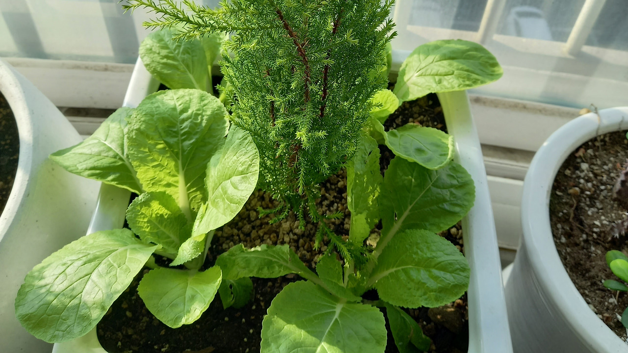 배추가 죽기 전.jpg