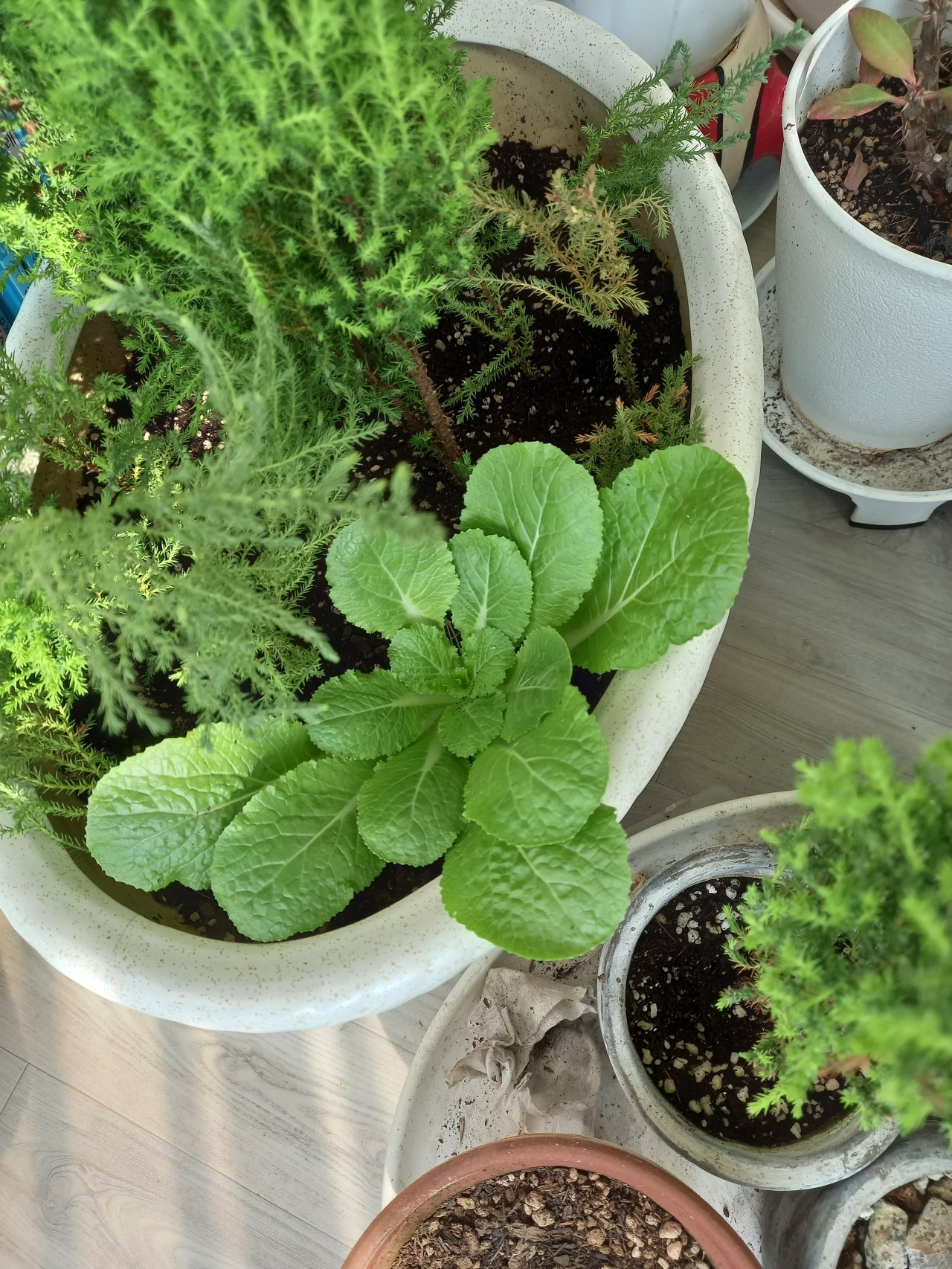 현재의 배추.jpg