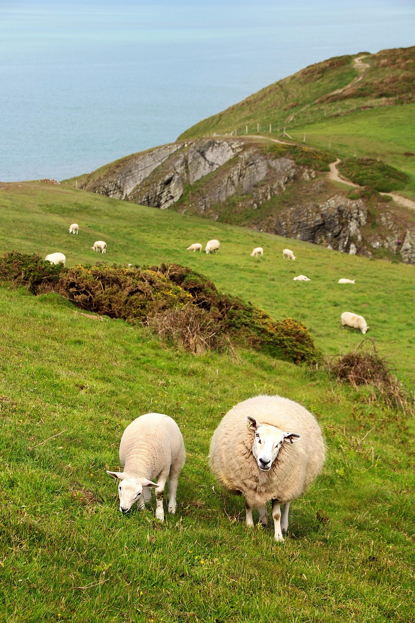sheep-4299244_1280.jpg