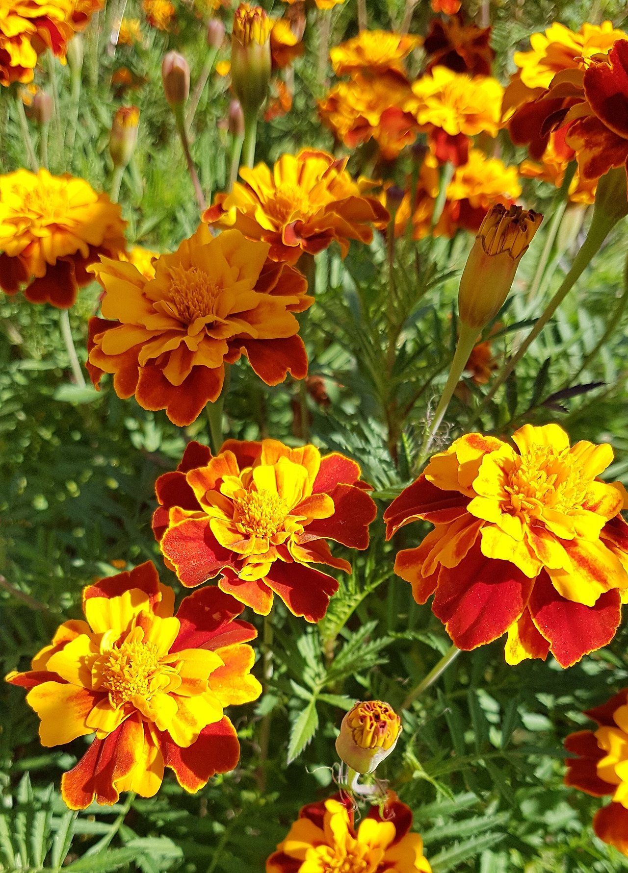 20201010_111215 (2).jpg