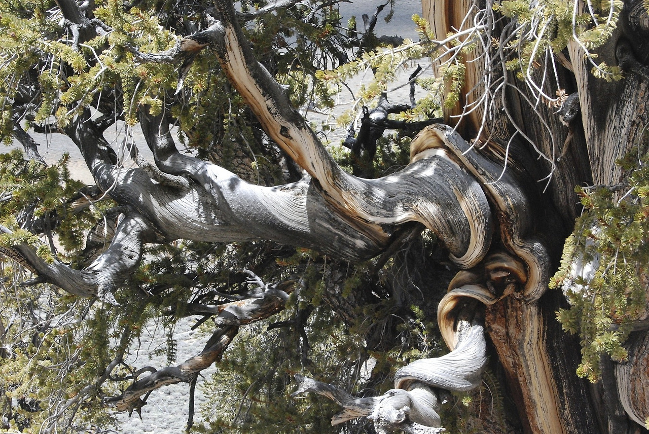 bristlecone-pine-1044189_1920.jpg
