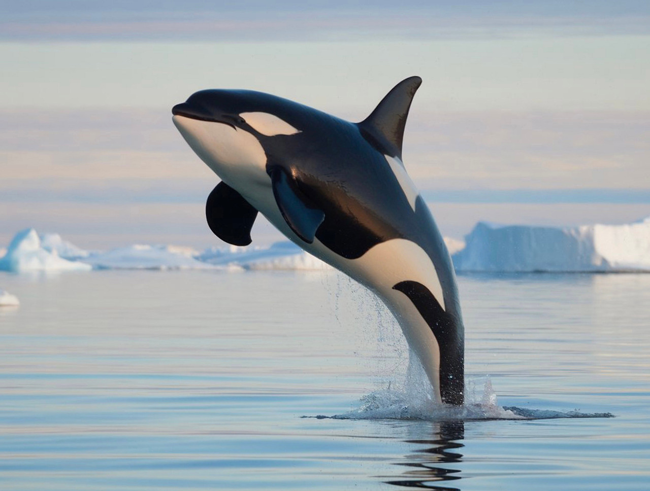 2025-1217-슬픔의 방벙식2-pixnio-Hobbyfotograf08.jpg