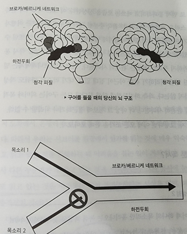브로카베르니케.jpg