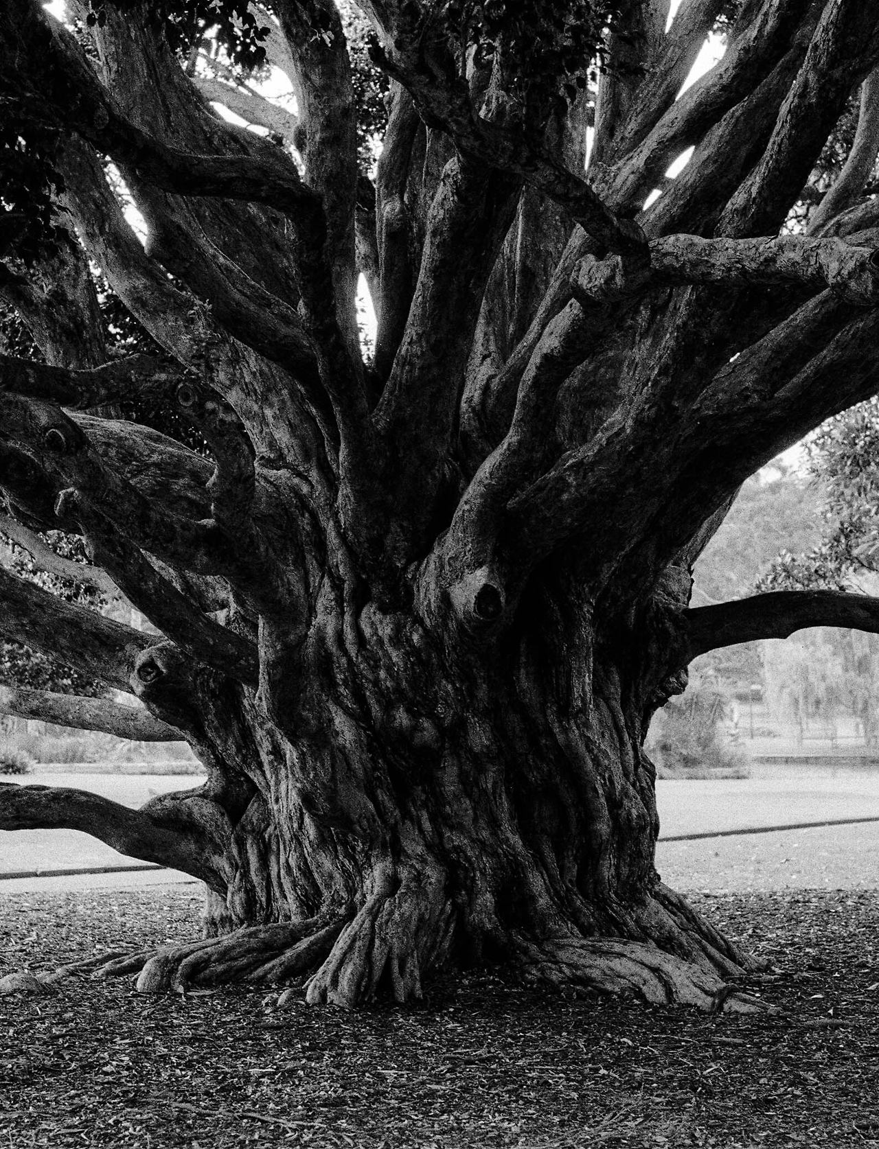 Harry Merriman, Fig, 2016, Inkjet Print, 50x40cm, $400.jpg