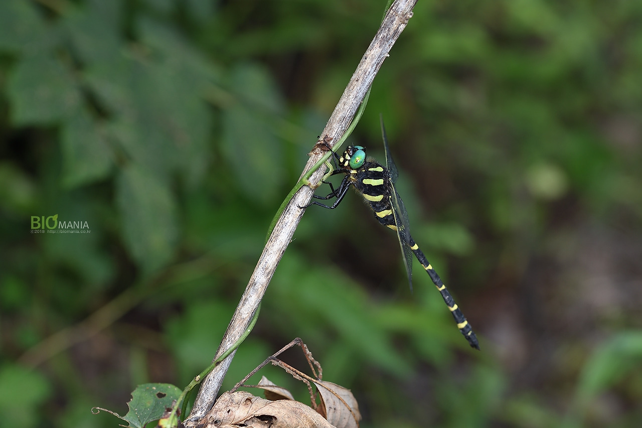 GJH_0467 장수잠자리.jpg