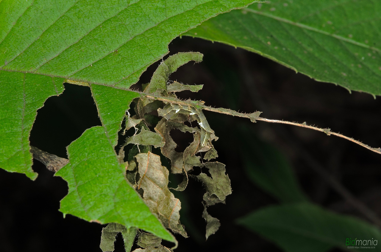 GJH_5020 먹그림나비 2령.jpg