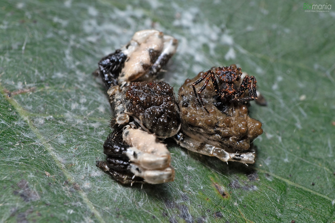 GJH_4187 사마귀게거미 암컷, 수컷.jpg