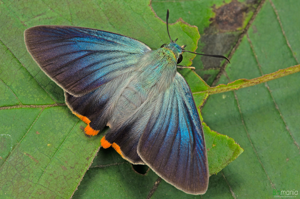 GJH_4214 푸른큰수리팔랑나비.jpg