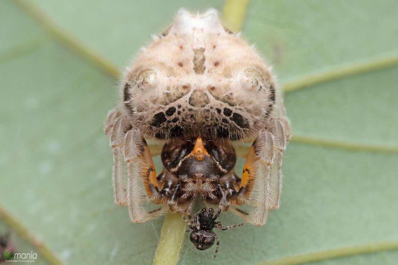 GJH_0431 여섯뿔가시거미 암수.jpg