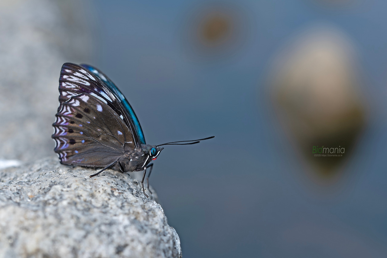 GJH_8078 먹그림나비.jpg