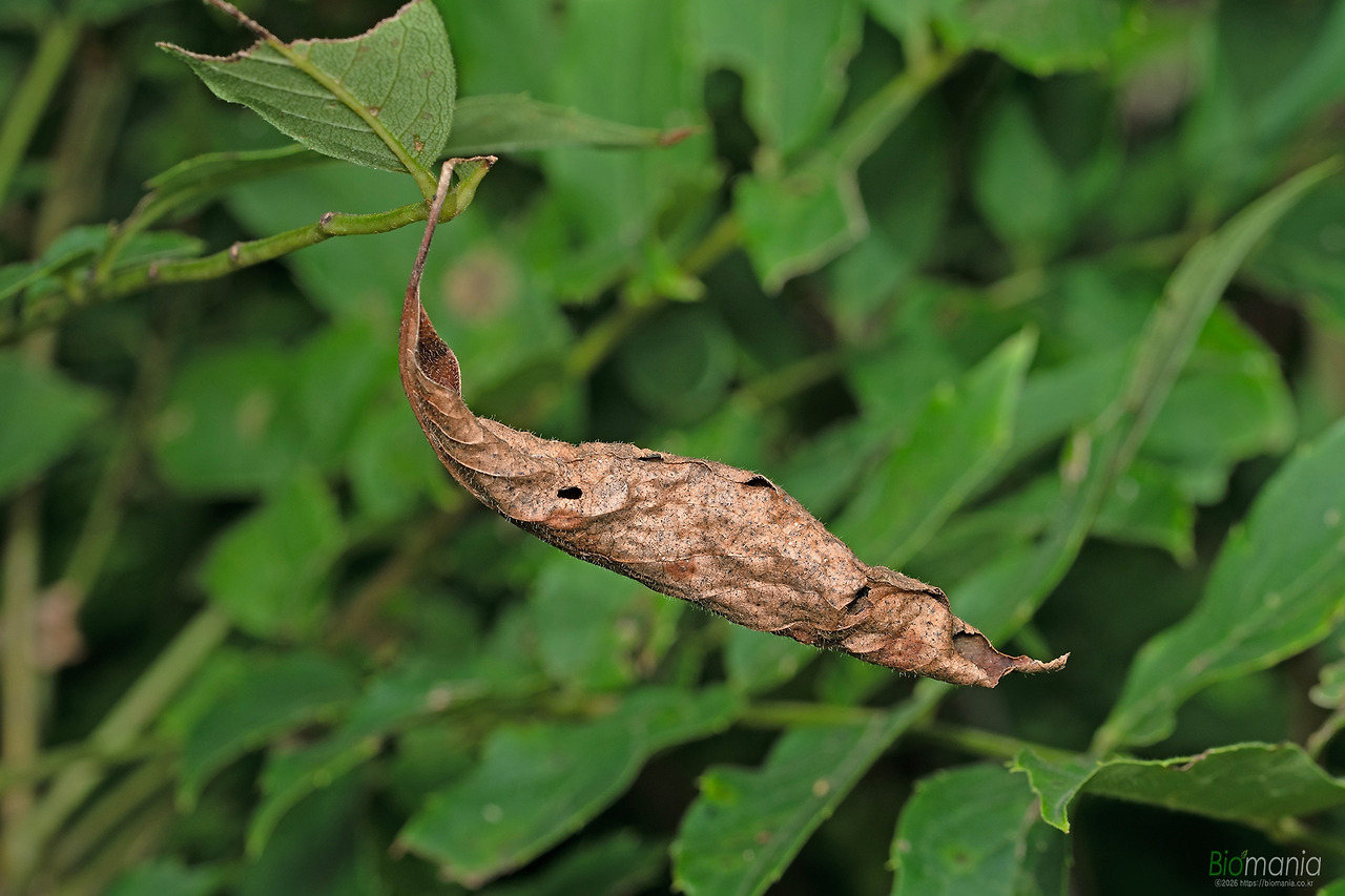 GJH_0988 푸른큰수리팔랑나비 애벌레 집.jpg