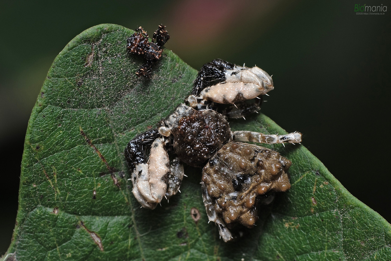 GJH_4204 사마귀게거미 암컷, 수컷.jpg
