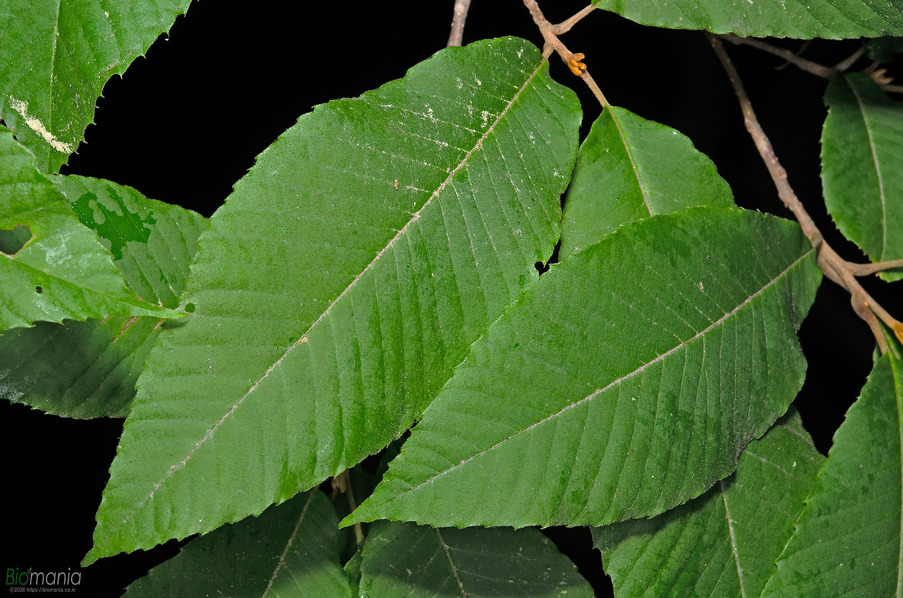 GJH_1786 나도밤나무.jpg