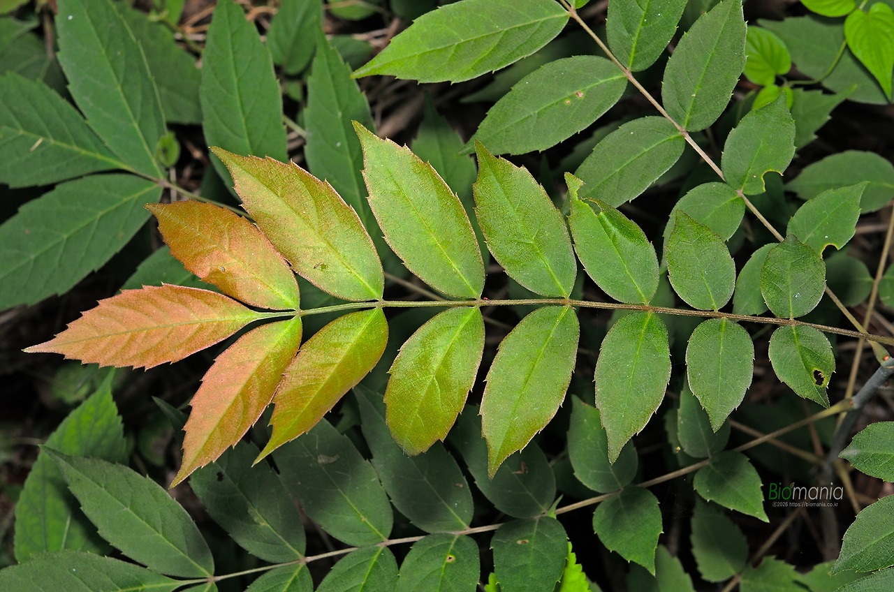 GJH_1394 합다리나무.jpg