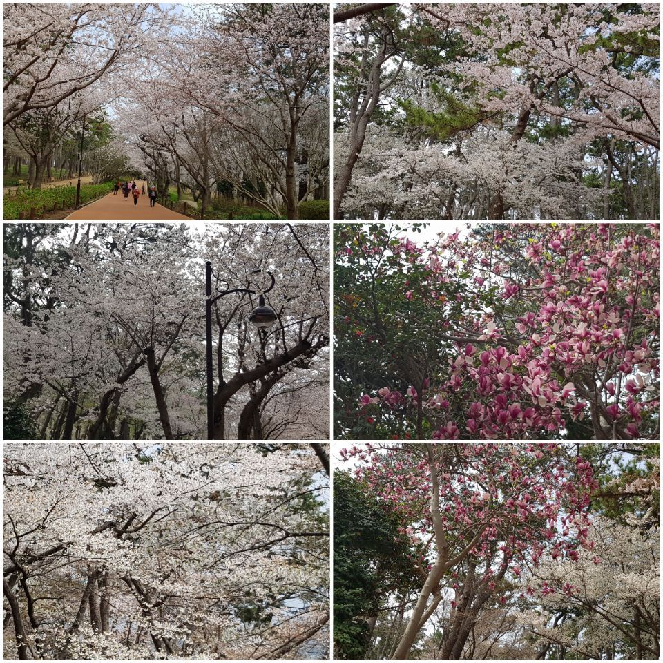 대왕암 벚꽃.jpg