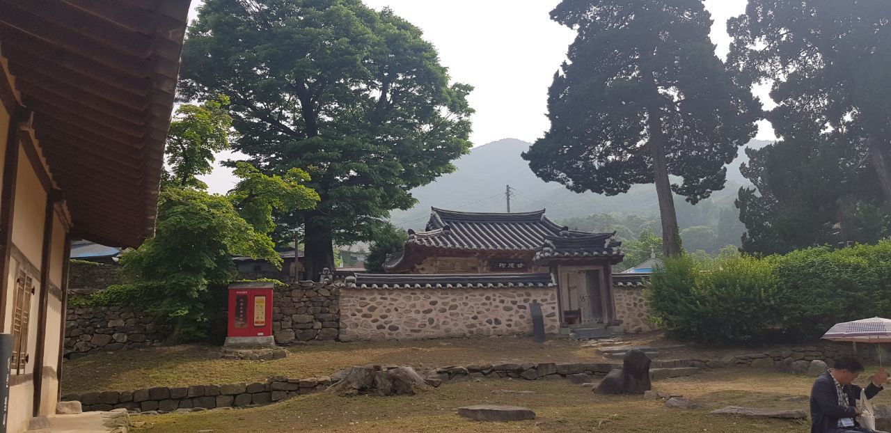 맹사성(세덕사 뒤 느티나무).jpg