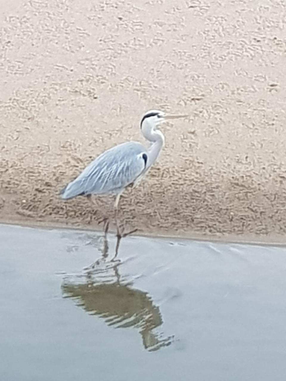 추암해변 개천 왜가리.jpg