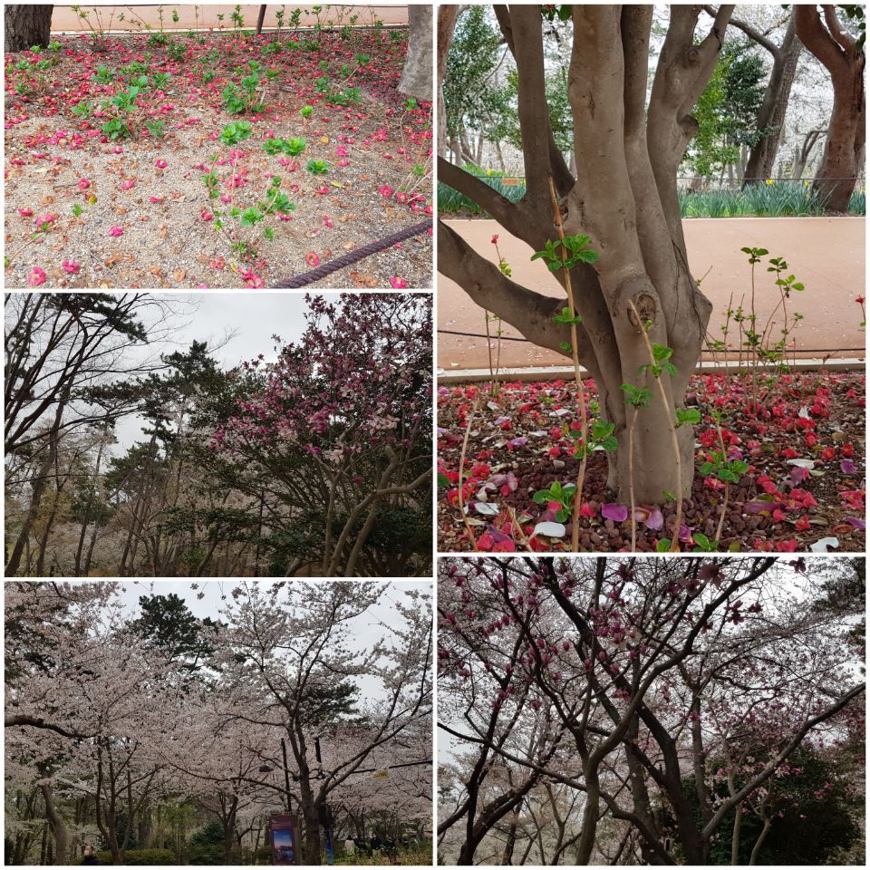 대왕암 동백지다.jpg