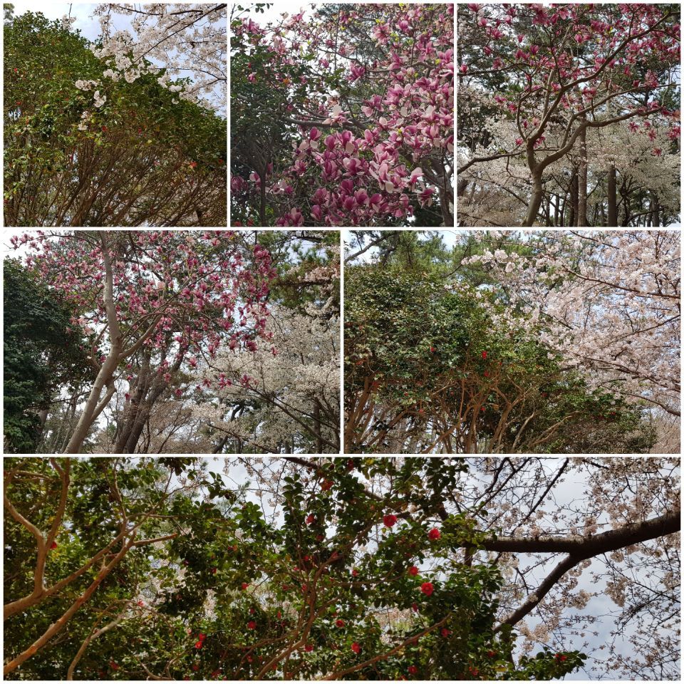 대왕암 목련 동백.jpg