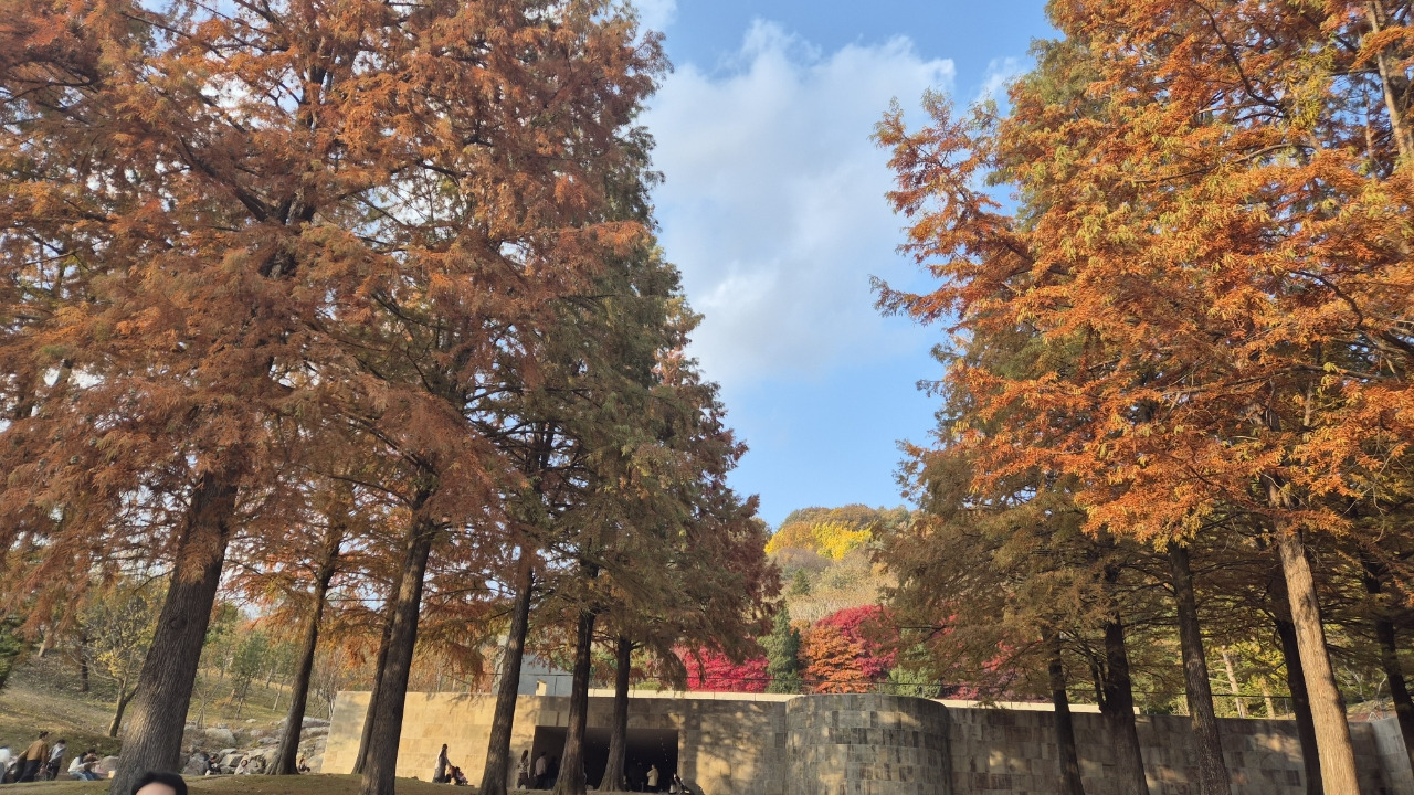 호암미술관 길 메타세쿠ㅏ이아.jpg