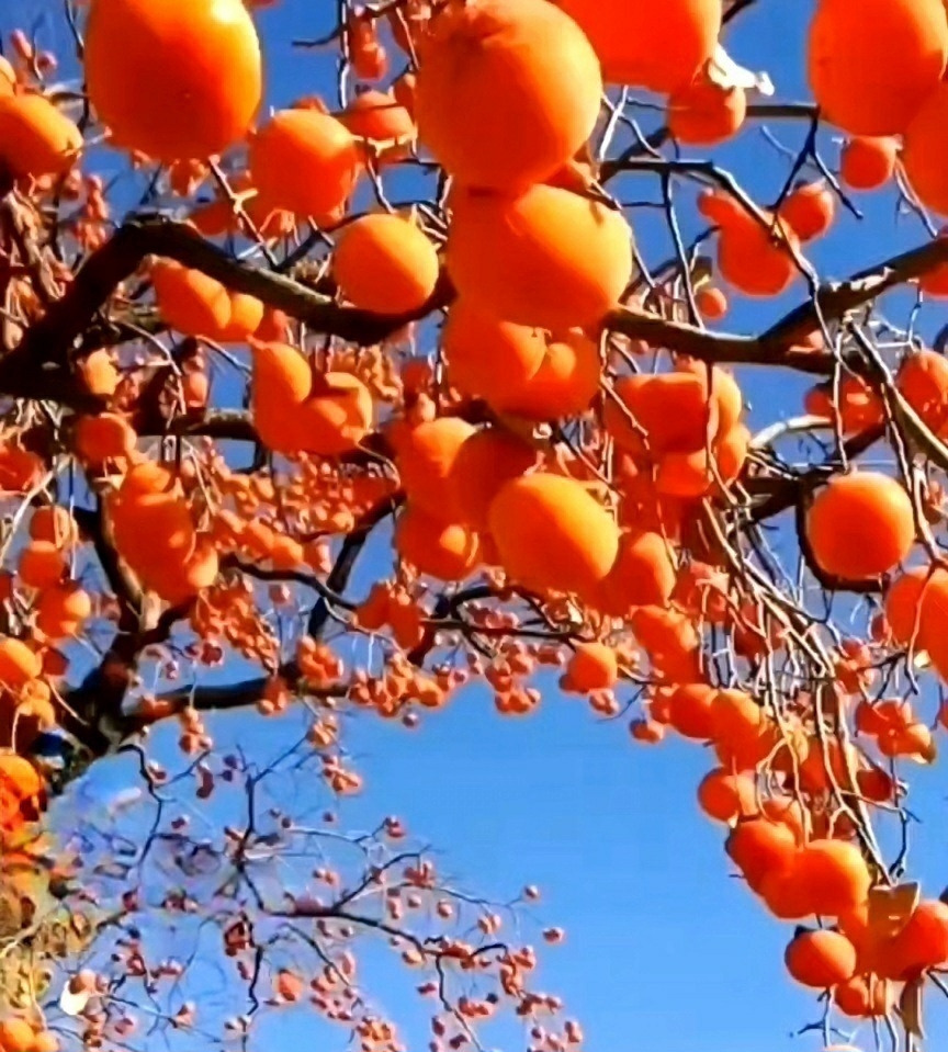 가을 감홍시.jpg