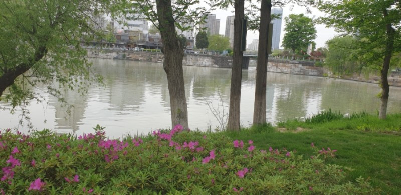 회안공원 철쭉.jpg