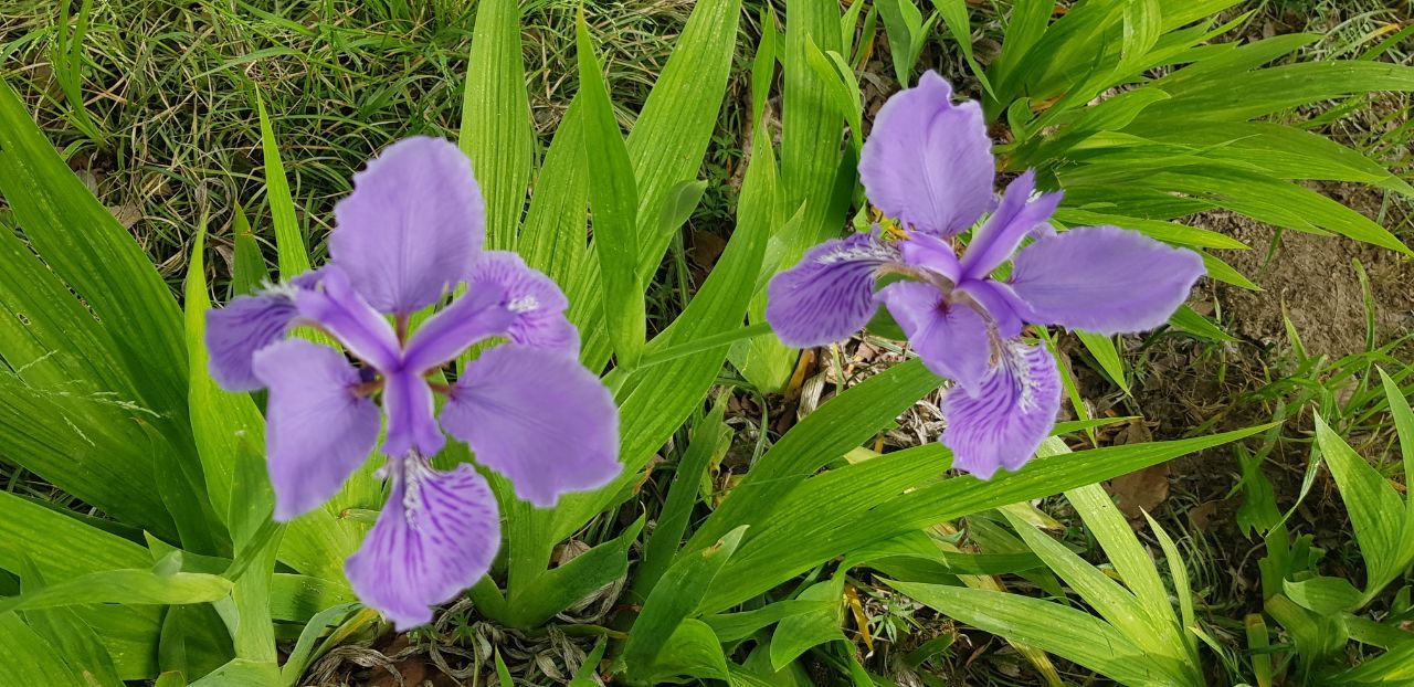 회안 창포꽃.jpg