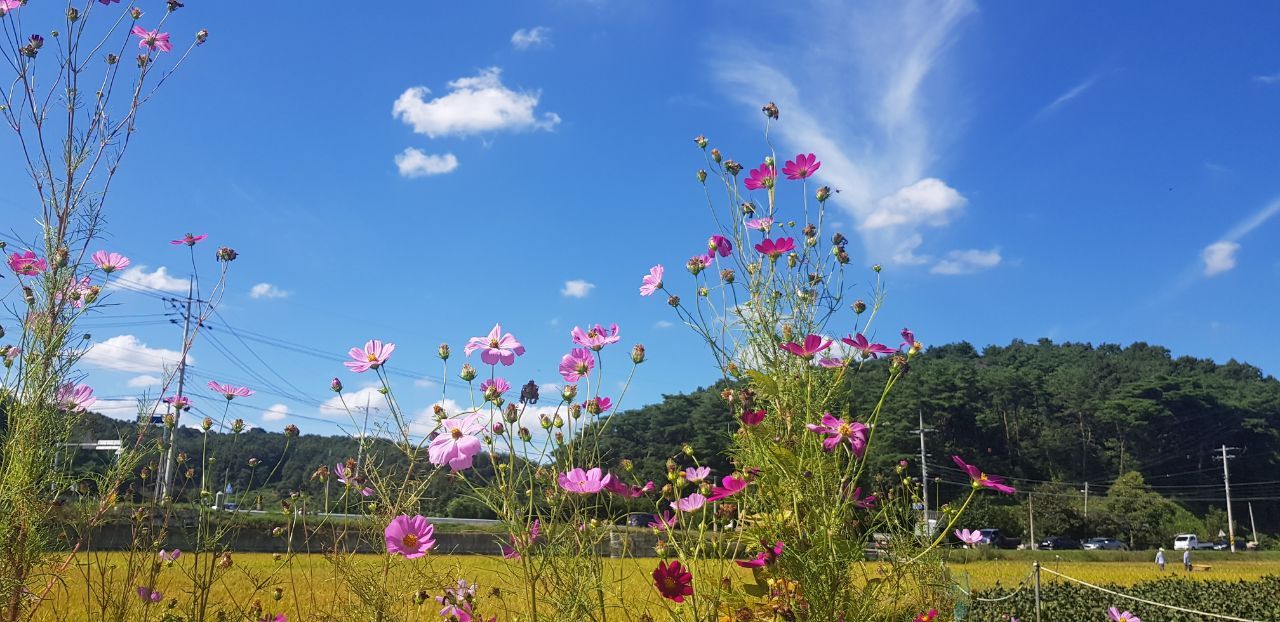 학봉(코스모스.jpg