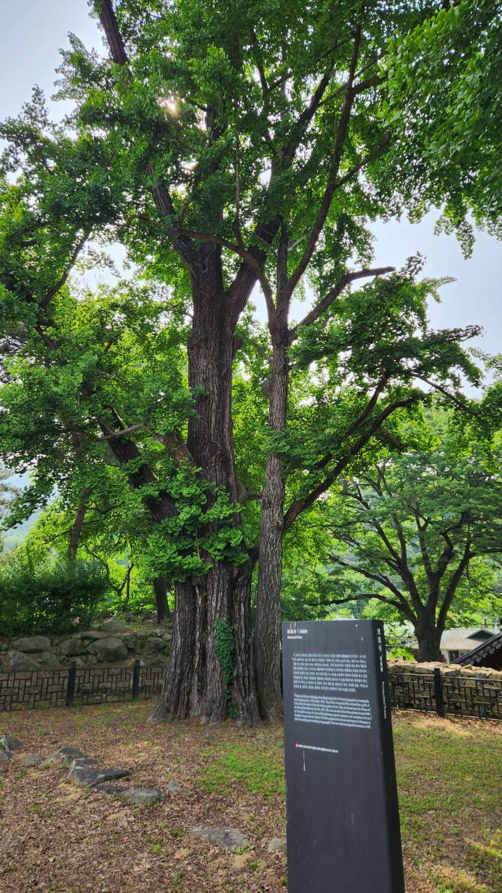 맹사성(은행나무).jpg