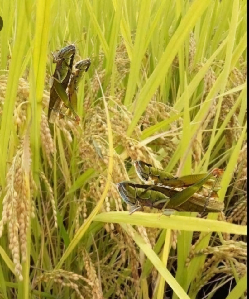 생축(벼 메뚜기).jpg