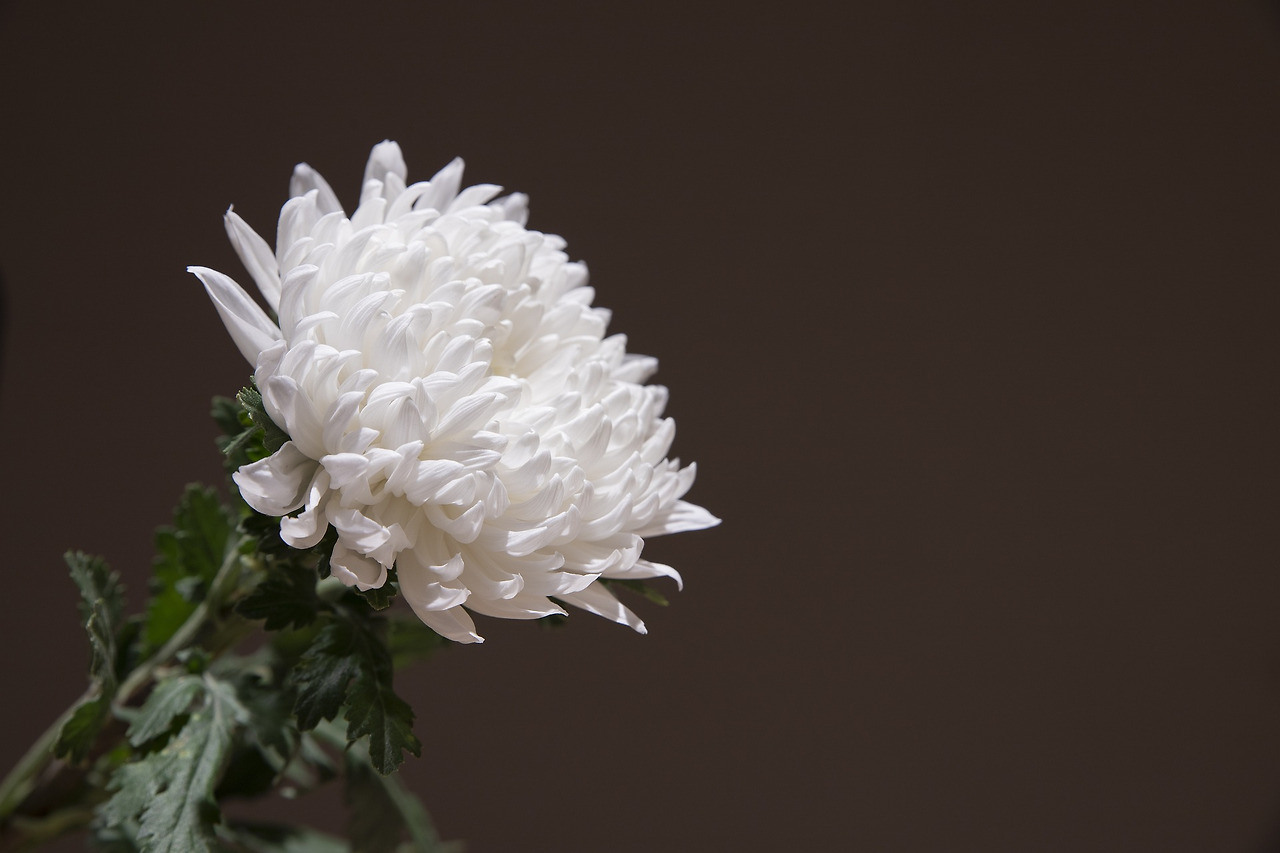 chrysanthemum-5253659_1920.jpg
